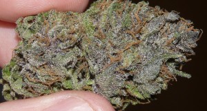 Purple OG Kush (click for larger)