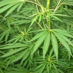 cannabis plants PD