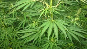 cannabis plants PD