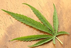 320px-Cannabis_sativa_leaf_Dorsal_aspect_2012_01_23_0830