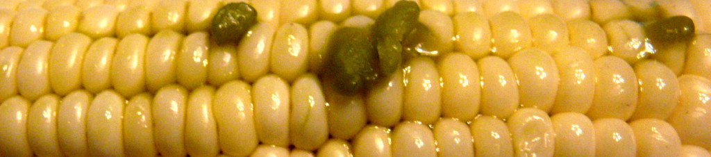 Corn and Cannabutter