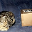 Cat and Box