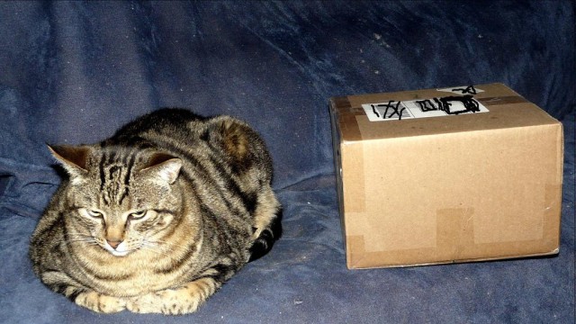 Cat and Box