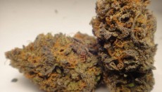 Cherry Pie strain source: bigbudsmag.com