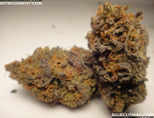 Cherry Pie strain source: bigbudsmag.com